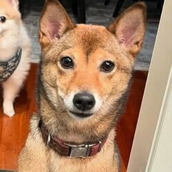 Tsuki