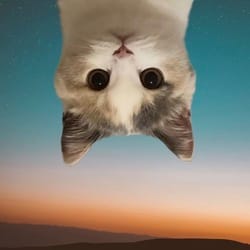 UpSide Down Cat