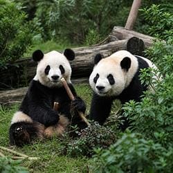 Ping Ping and Fu Shuang