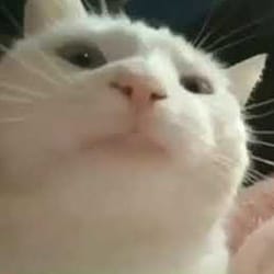 Vibing Cat