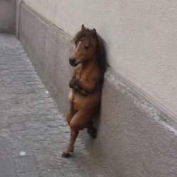 Nonchalant Horse