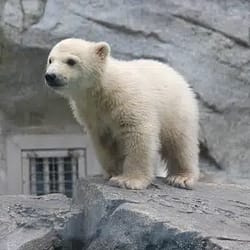 モモ太