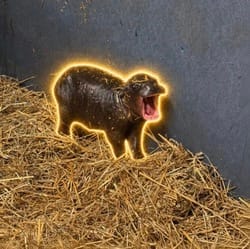The Pygmy Hippo
