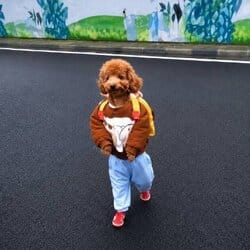dogwifpants