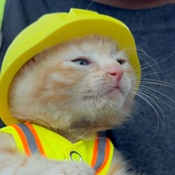 cat wif helmet