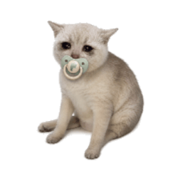 Baby Cash Cat
