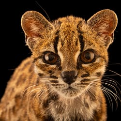 Leopardus Tilcayo