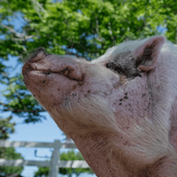 WADDLES LIVE