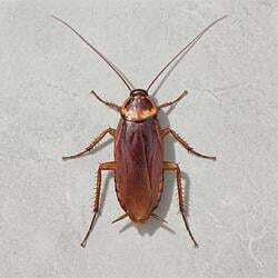 cockroach