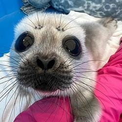 Save The Seals