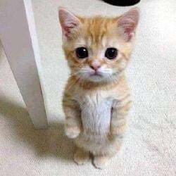 El Gato