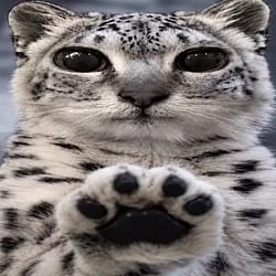 paws at you
