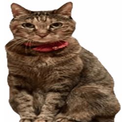 Tsutsuji Doge's Sister