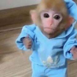 monke