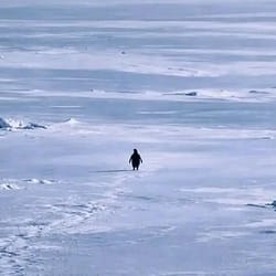 Nietzschean Penguin